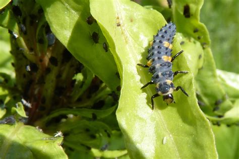 ladybug larvae | Dave's Blog