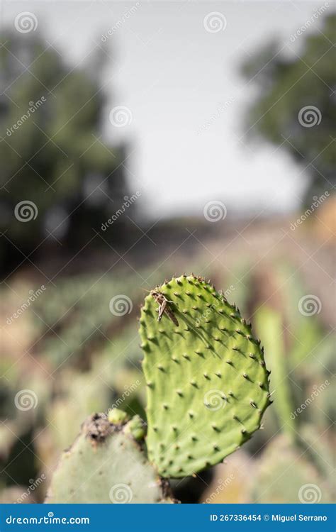 A Grasshopper Is Is Resting On A Nopal Tuna In A Field During The