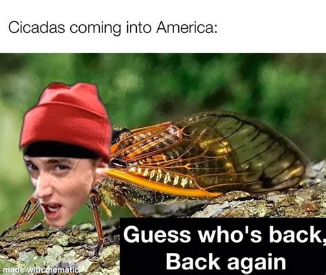 Cicadas Eminem Brood X Cicada Know Your Meme