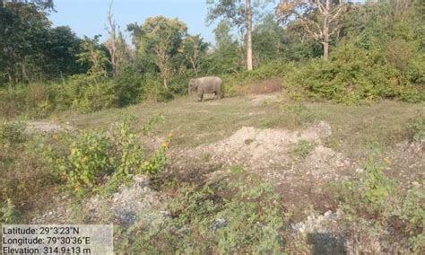 लालकुआं के समीप रेल गाड़ी की टक्कर से जख्मी हुए मादा हाथी के उपचार में