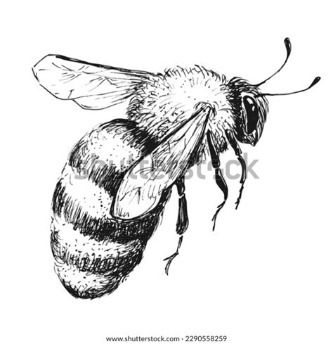 Honey Bee Sketch Photos and Images | Shutterstock