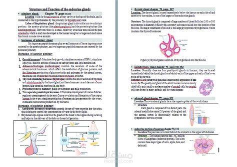 Structure And Function Of The Endocrine Glands