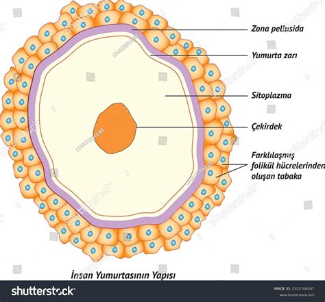 Human Egg Cells Mitochondrion Structure Image Photos And Images