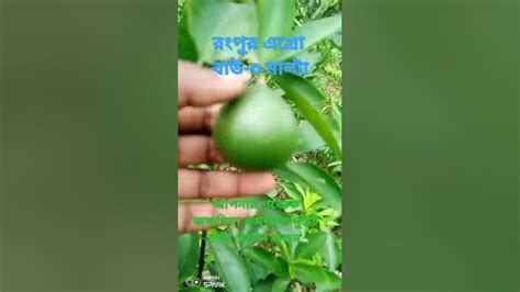 ভিয়েতনামি বাউ ৩ মাল্টা 01701124260 Youtube