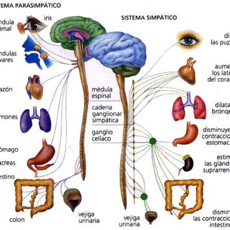 La FunciÓn De RelaciÓn El Sistema Nervioso Pictoeduca