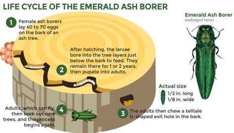 Emerald Ash Borer Management Grimms Gardens