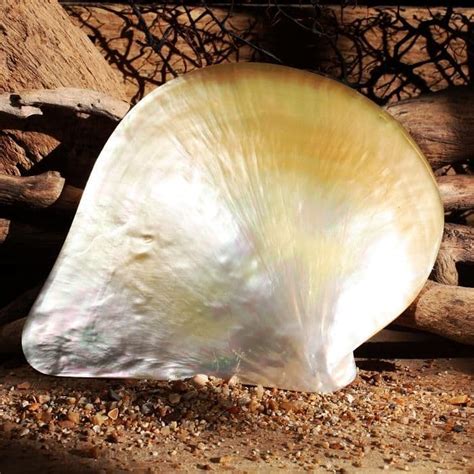 Pearl Oyster Shell