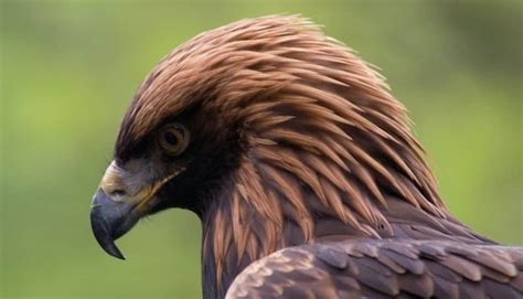 10 tödlichsten und gefährlichsten Greifvögel Wild erklärt