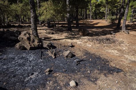 El 74 De La Superficie Afectada Por El Incendio De Tejeda Registra Una