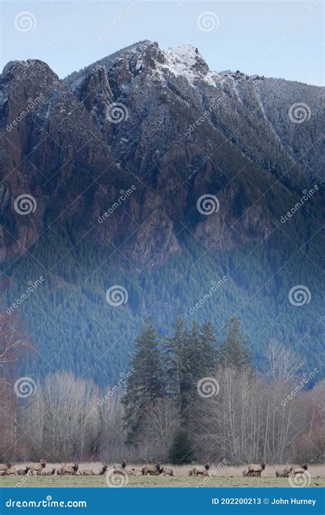 An Herd Elk in Washington Roaming in an Open Field Stock Image - Image ...