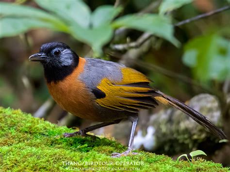 Vietnam Bird Guide - The Birds of Vietnam and ASEAN