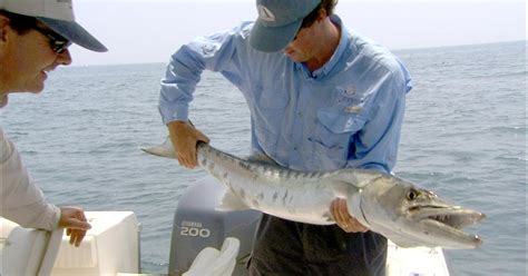 Carolina Outdoor Journal | Barracuda Bite | Season 31 | Episode 3114 | PBS