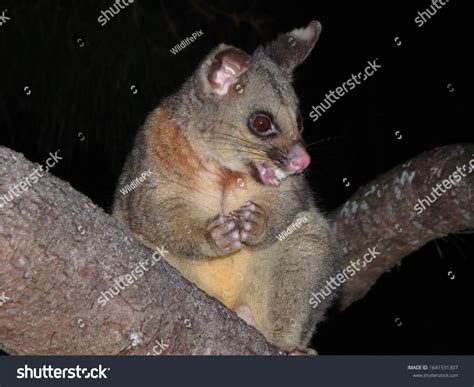 Common Brushtail Possum Eating Fruit Stock Photo 1641531307 | Shutterstock