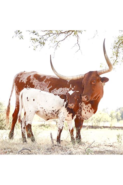 GVRlonghorns cattle ranch. Texas Longhorn cow with her heifer calf ...