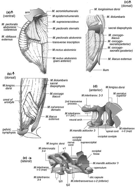 Barygenys Maculata Trunk A Right Side Superficial Muscles Ventral