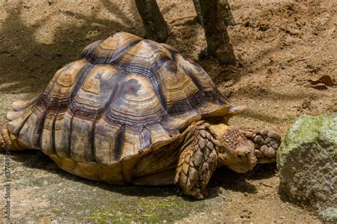 The African spurred tortoise (Centrochelys sulcata) is a species of tortoise, which inhabits the ...