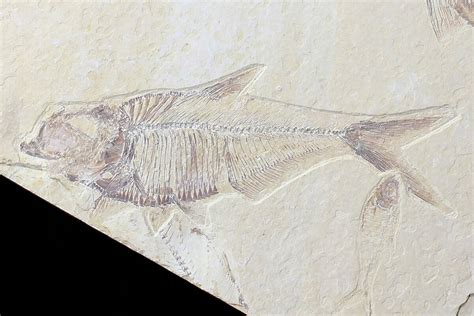 Diplomystus & Knightia Fossil Fish Association - Wyoming (#75980) For Sale - FossilEra.com