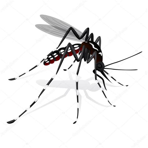 Mosquito Aedes Aegypti Desenho - SOLOLEARN