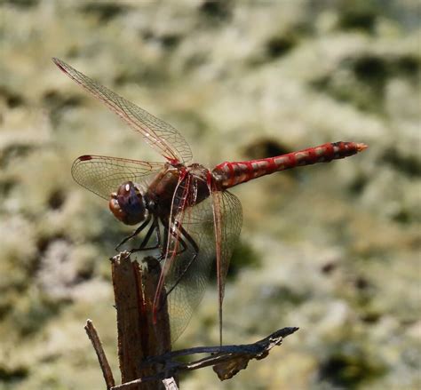 Variegated Meadowhawk From 3301 S International Blvd FM 1015 Weslaco