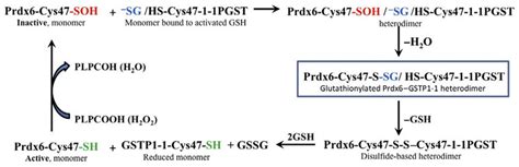 Catalytic Cycle Of Prdx Activation By Gstp Reduction Of