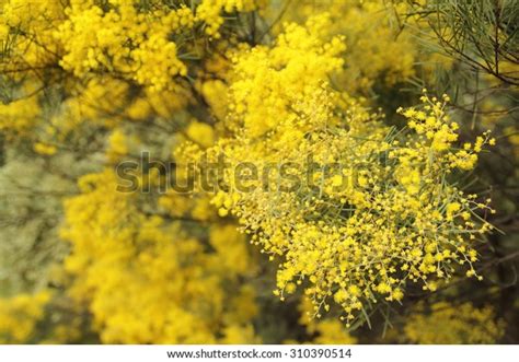 Acacia Pycnantha Commonly Known Golden Wattle Stock Photo 310390514