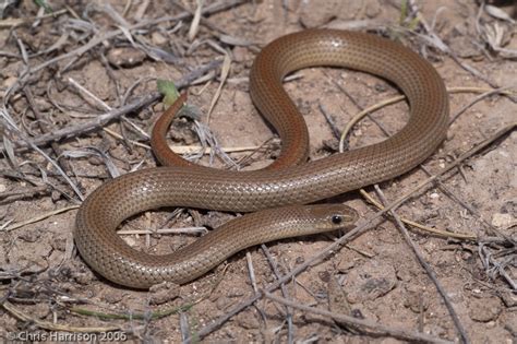 Western Groundsnake Snakes Of Bexar County Inaturalist