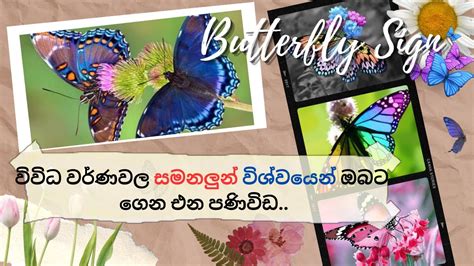 Unveiling The Secret Symbolism Of Butterfly