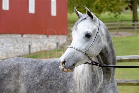 Dapple Gray Arabian Horse #14657 | Dierks Photo Altoona