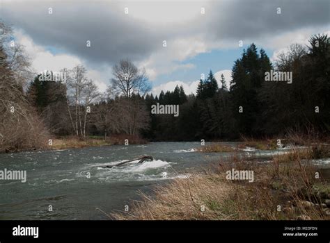 Steelhead trout fishing on the Siletz River in Oregon Stock Photo - Alamy