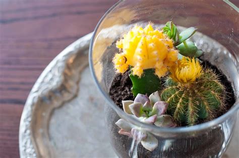 The Wilder Side of Life: Sunshine and Succulents: DIY Window Sill ...