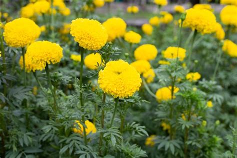 Premium Photo | Marigold flower in garden