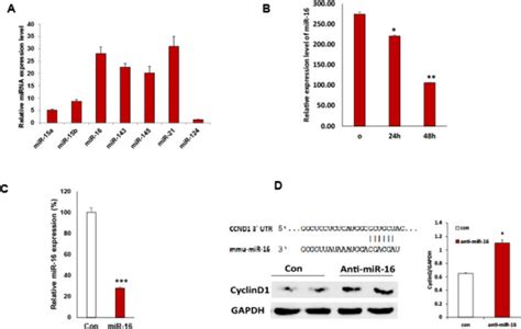 Mir Expression In Vsmcs And Ang Ii Downregulates Mir Expression