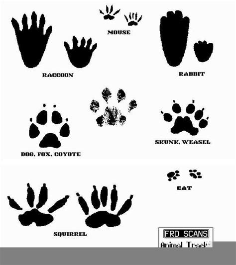 Lizard Footprint Clipart Images