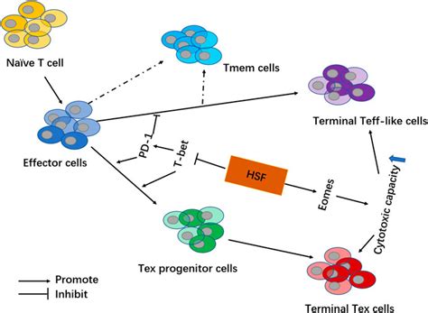 Frontiers Hirsutella Sinensis Fungus Regulates Cd T Cell Exhaustion