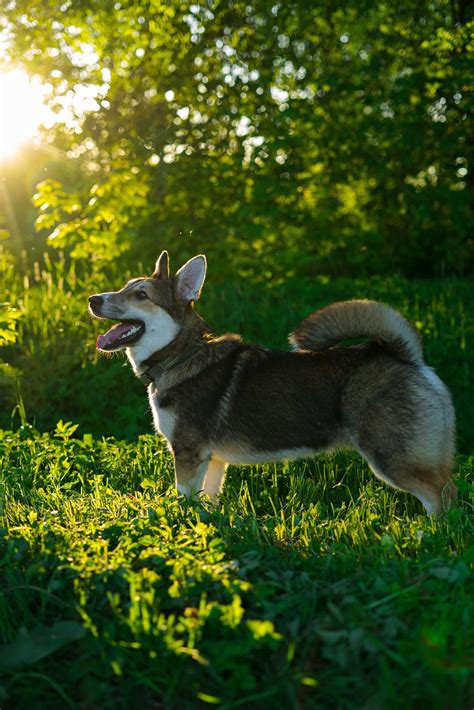 Corman Shepherd Mixed Dog Breed Pictures, Characteristics, & Facts
