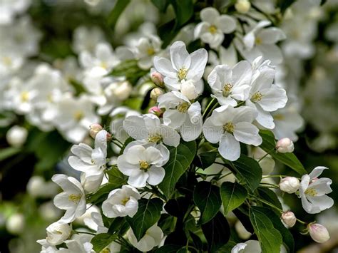 Ramas De Un Manzano Floreciente Con Hermosas Flores Blancas Imagen De