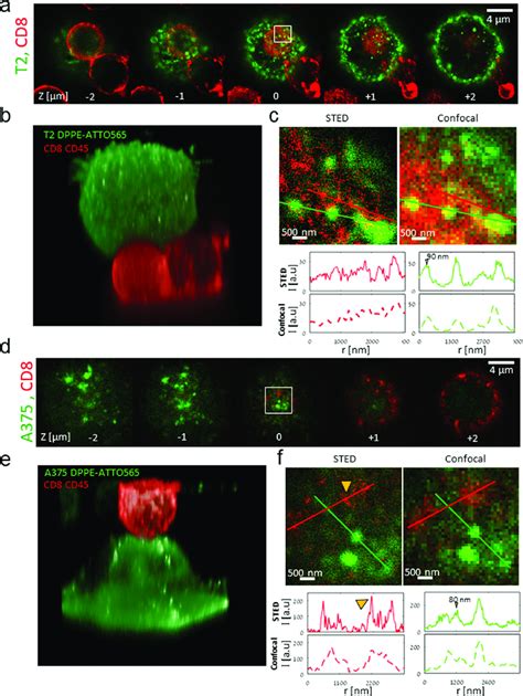 STED Microscopy Of CD8 T Cell Conjugates With APCs And Melanoma