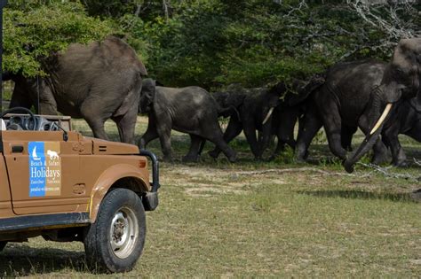 From Zanzibar Selous Game Reserve Day Safari With Flights Getyourguide