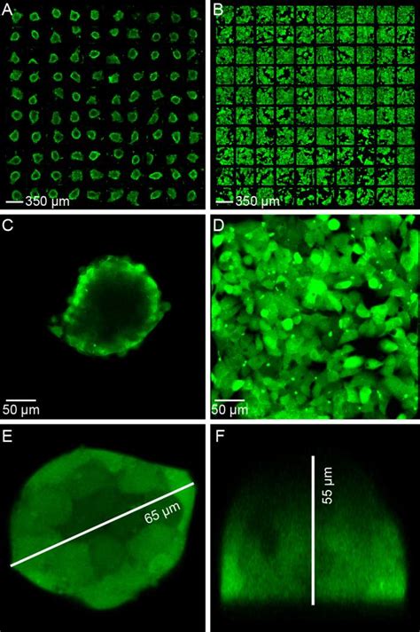 Calcein Green Am Stained Hepg2 Cells In Active And Passive Culture A