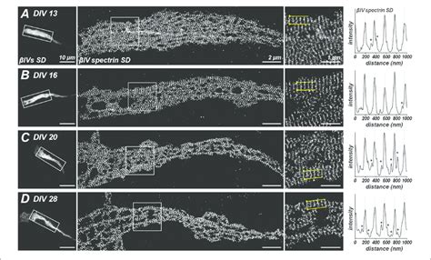 Stochastic Optical Reconstruction Microscopy Storm Imaging Of Iv