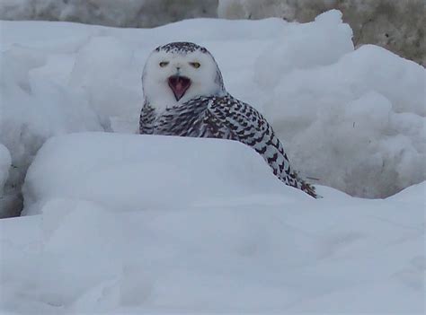 Gale's Photo and Birding Blog: Snowy Owl