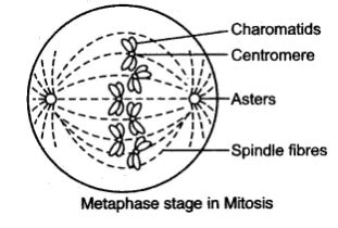 Draw a neat labeled diagram to show the metaphase stage of mitosis in an animal cell having 6 ...