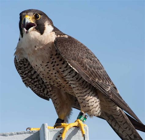 Falcon Images: Peregrine Falcon Gender Differences