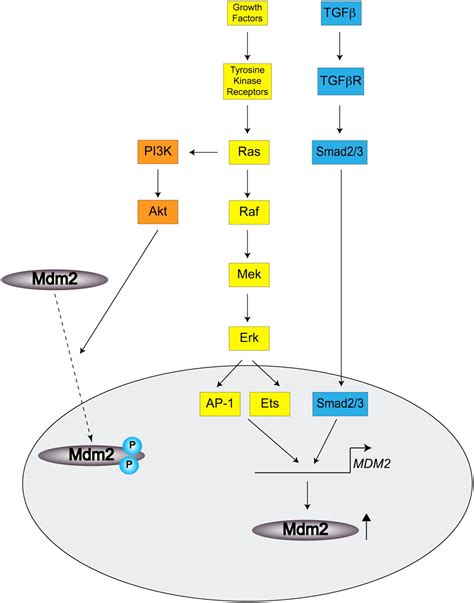 The Mdm2p53 Relationship Evolves Mdm2 Swings Both Ways As An Oncogene