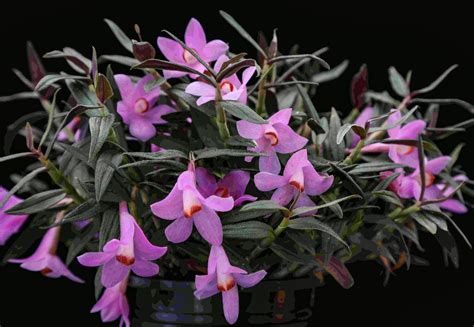 The RHS Orchid Committee On Twitter Dendrobium Swiss Mountain Palace