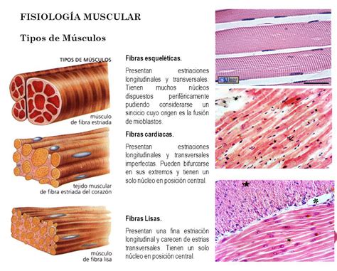 Tejido Conjuntivo Muscular