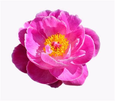 Premium Photo Beautiful Pink Peony Isolated On White Background