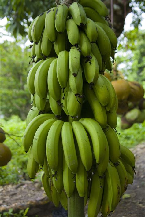 Green Bananas An Essential Part Of What Jamaicans Call Food Ground