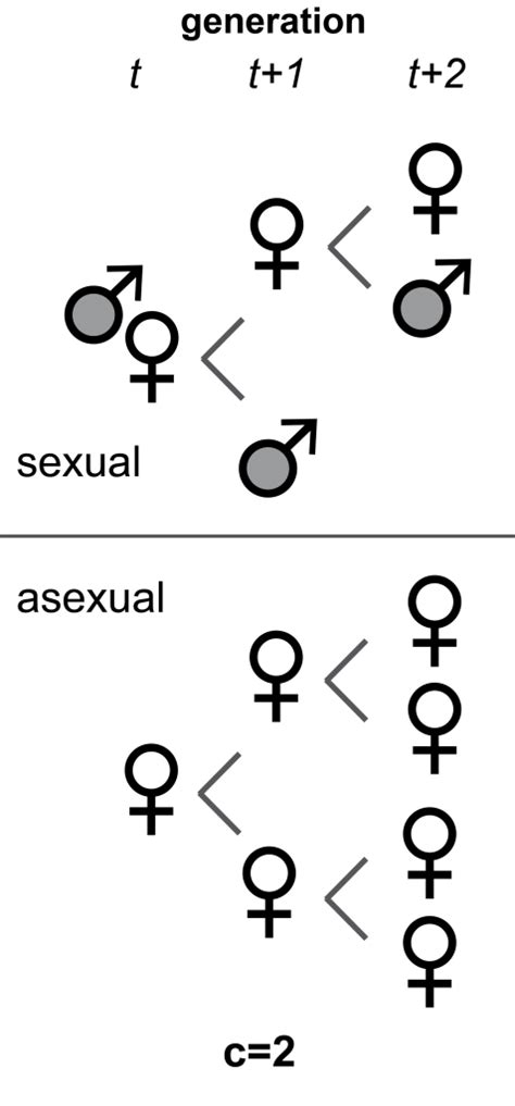 The Cost Of Sex Introductory Biology
