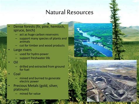 PPT - Coniferous Forests PowerPoint Presentation, free download - ID ... 
